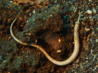 Ringed Pipefish - Doryrhamphus dactyliophorus - Gebänderte Seenadel