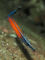 Janss pipefish - Doryrhamphus janssi - Janss Seenadel