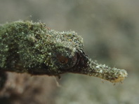 Anderson's Pipefish - Micrognathus andersonii - Andersons Seenadel