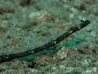 Pygmy Pipefish - Micrognathus pygmaeus - Pygmäen Seenadel
