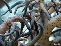 Soft Coral Pipefish - Siokunichthys breviceps - Weichkorallen-Seenadel 