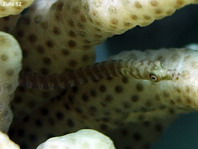 Soft Coral Pipefish - Siokunichthys breviceps - Weichkorallen-Seenadel 