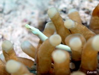 Mushroom Coral Pipefish (White Pipefish) - <em>Siokunichthys nigrolineatus</em> - Pilzkorallen-Seenadel 