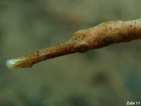 Short-Tailed Pipefish - <em>Trachyrhamphus bicoarctatus</em> - Schwanzlose Seenadel (Spazierstock-Seenadel)