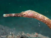 Slender Pipefish - Trachyrhamphus longirostris - Zeigestock Seenadel