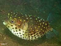 Yellowspotted Burrfish - <em>Cyclichthys spilostylus</em> - Gelbflecken-Igelfisch