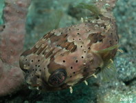 Freckled Porcupinefish (Spiny Porcupinefish, Ballonfish) - Diodon holocanthus - Langstachel-Igelfisch