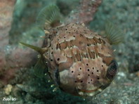 Freckled Porcupinefish (Spiny Porcupinefish, Ballonfish) - Diodon holocanthus - Langstachel-Igelfisch
