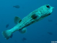 Black-spotted Porcupinefish - <em>Diodon hystrix</em> - Gepunkteter Igelfisch