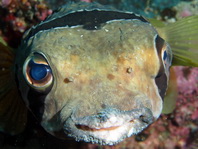 Black blotched Porcupinefish - <em>Diodon liturosus</em> - Masken Igelfisch