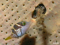 Juvenile Black-saddled Toby - <em>Canthigaster valentini</em> - Sattel Spitzkopfkugelfisch Jungtier 
