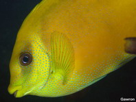 Coral Rabbitfish - Siganus corallinus - Korallen-Kaninchenfisch