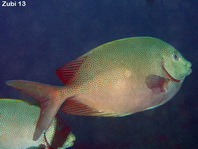 Goldspotted Rabbitfish - Siganus punctatus - Punkt-Kaninchenfisch