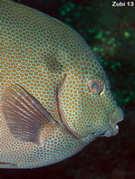 Goldspotted Rabbitfish - Siganus punctatus - Punkt-Kaninchenfisch