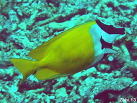 Foxface Rabbitfish - Siganus puellus - Gelbes Dachsgesicht (Kaninchenfisch)