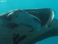 Giant Manta Ray details mouth - <em>Manta alfredi</em> - Manta Rochen Details Maul