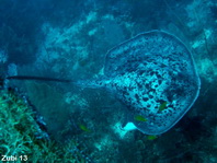 Giant Reef Ray - <em>Taeniura meyeni</em> (Taeniura melanospilos) - Marmor Rochen