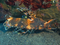 Twin spot Lionfish (Ocellated Lionfish) - <em>Dendrochirus biocellatus</em> - Pfauenaugen Zwergfeuerfisch