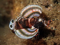 Twin spot Lionfish (Ocellated Lionfish) - Dendrochirus biocellatus - Pfauenaugen Zwergfeuerfisch