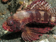 Shortfin Lionfish - <em>Dendrochirus brachypterus</em> - Kurzflossen Zwergfeuerfisch