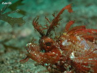 Ambon Scorpionfish - <em>Pteroidichthys amboinensis</em> - Ambon Skorpionfisch