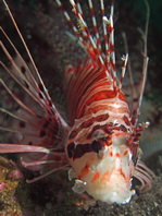 Spotfin Lionfish - <em>Pterois antennata</em> - Antennen Feuerfisch