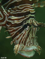 Juvenile Common Lionfish - <em>Pterois volitans</em> - Pazifischer Rotfeuerfisch Jungtier 