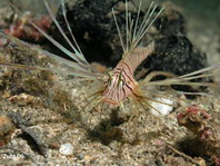 Juvenile Common Lionfish - <em>Pterois volitans</em> - Pazifischer Rotfeuerfisch Jungtier 