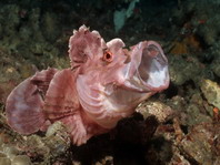 Jawning Eschmeyer's Scorpionfish - <em>Rhinopias eschmeyeri</em> - Gähnender Eschmeyer's Drachenkopf