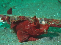 redish Eschmeyer's Scorpionfish - <em>Rhinopias eschmeyeri</em> - roter Eschmeyer's Drachenkopf