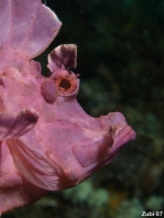 Pink Eschmeyer's Scorpionfish / Paddle-flap Scorpionfish - <em>Rhinopias eschmeyeri</em> - rosa Eschmeyer's Drachenkopf