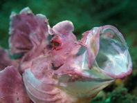 Eschmeyer's Scorpionfish yawning - <em>Rhinopias eschmeyeri</em> - Eschmeyer's Drachenkopf gähnend