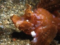 brown Eschmeyer's scorpionfish - <em>Rhinopias eschmeyeri</em> - brauner Eschmeyer's Drachenkopf