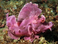 Pink Eschmeyer's Scorpionfish / Paddle-flap Scorpionfish - Rhinopias eschmeyeri - rosa Eschmeyer's Drachenkopf