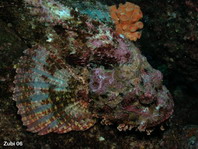 Pacific spotted scorpionfish - Scorpaena (plumieri) mystes - Pazifik Skorpionfisch