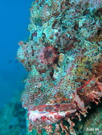 Pacific spotted scorpionfish - Scorpaena (plumieri) mystes - Pazifik Skorpionfisch