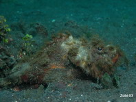 Flasher Scorpionfish - <em>Scorpaenopsis macrochir</em> - Glotzaugen Drachenkopf