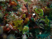 Raggy Scorpionfish (Yellow-Nose Scorpionfish) - Scorpaenopsis venosa (novaeguinea) - Fetzen-Drachenkopf