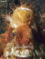 Tasseled Scorpionfish - <em>Scorpaenopsis oxycephala</em> - Fransen-Drachenkopf
