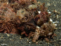 Papuan Scorpionfish - Scorpaenopsis papuensis - Papua Drachenkopf