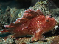Leaf Scorpionfish (Scorpion Leaffish, Paperfish) - Taenianotus triacanthus - Schaukelfisch