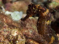 Tiger tail Seahorse - Hippocampus comes - Tigerschwanz-Seepferdchen
