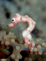 Denise's Pygmy Seahorse - <em>Hippocampus denise</em> - Pygmäen-Seepferdchen
