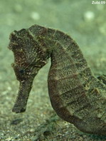 Smooth Seahorse - Hippocampus kampylotrachelos - Glattes Seepferdchen 