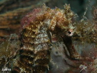 Moluccan Seahorse - <em>Hippocampus moluccensis</em> - Molukken Seepferdchen