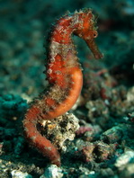 Flores Seahorse - Hippocampus polytaenia - Flores Seepferdchen