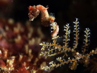 Severns Pygmy Seahorse - <em>Hippocampus severnsi</em> - Severns Pygmäen-Seepferdchen
