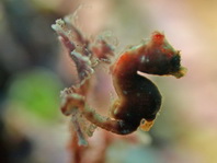Severns Pygmy Seahorse - <em>Hippocampus severnsi</em> - Severns Pygmäen-Seepferdchen