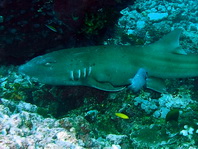 Brown-Banded Bamboo Shark - <em>Chiloscyllium punctatum</em> - Braunbänder-Lippenhai
