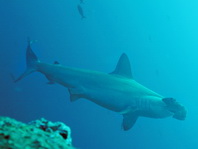 Scalloped Hammerhead Shark - Sphyrna lewini - Bogenstirn-Hammerhai